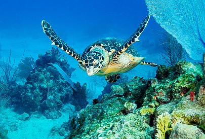 Baby sea turtle Mitch Miller's Reef, Grand Cayman Baby sea turtle at Mitch Miller's Reef