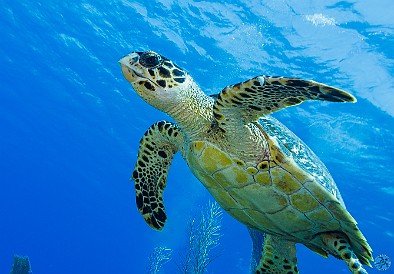 Baby turtle heading for the surface Mitch Miller's Reef, Grand Cayman Baby turtle heading for the surface