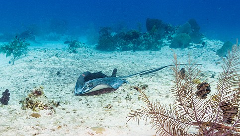 GrandCaymanDiving2017-062 Southern Stingray on the sandy bottom with a hitchhiker on board