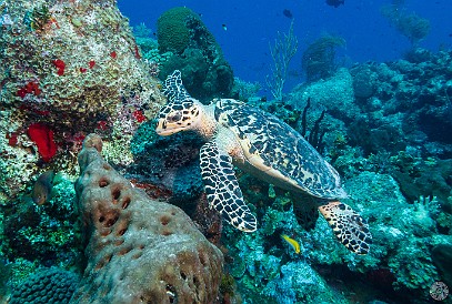 GrandCaymanDiving2017-071 Baby turtle at Dolphing Pt. Dropoff