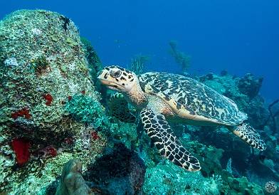GrandCaymanDiving2017-080 Same baby turtle was still hanging out at the mooring towards the end of the dive