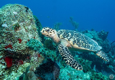 Same baby turtle was still hanging out at the mooring towards the end of the dive Jan 17, 2017 1:23 PM : Diving, turtle