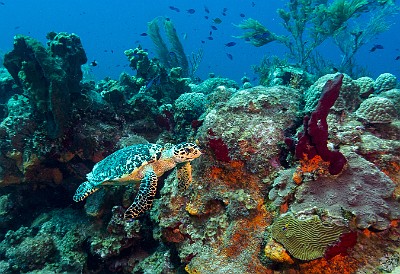 Baby Turtle Jan 17, 2017 1:32 PM : Diving, turtle