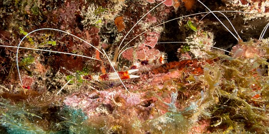 GrandCaymanDiving2017-102 Banded Coral Shrimp at the Thirteen Trees dive site