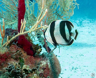 GrandCaymanDiving2017-106 Banded Butterflyfish