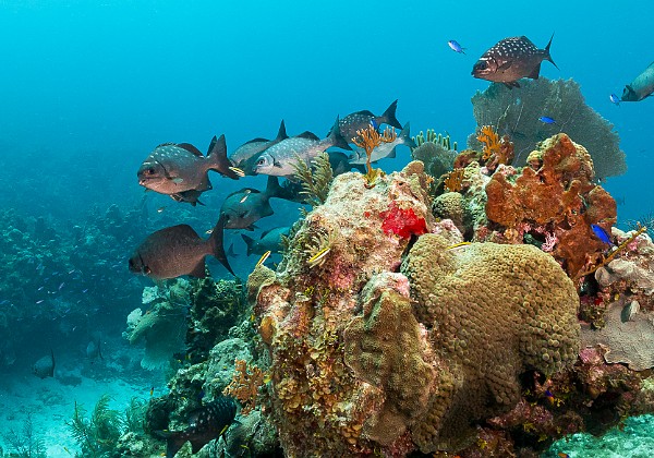 Diving