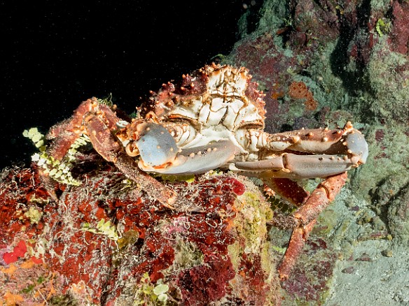 Channel Clinging Crab Big Tunnels dive site, Grand Cayman Channel Clinging Crab at Big Tunnels