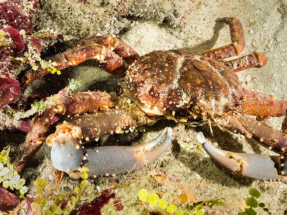 Channel Clinging Crab Big Tunnels dive site, Grand Cayman Channel Clinging Crab at Big Tunnels