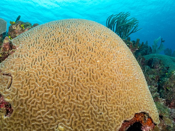 Brain Coral Prospect Reef, Grand Cayman Brain Coral at Prospect Reef