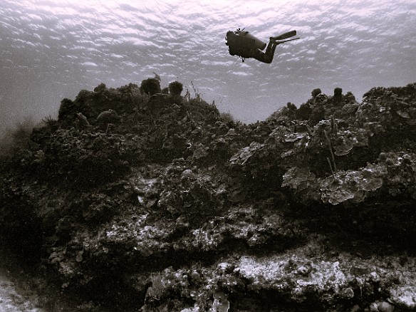 Surveying the prospects on Prospect Reef Surveying the prospects on Prospect Reef