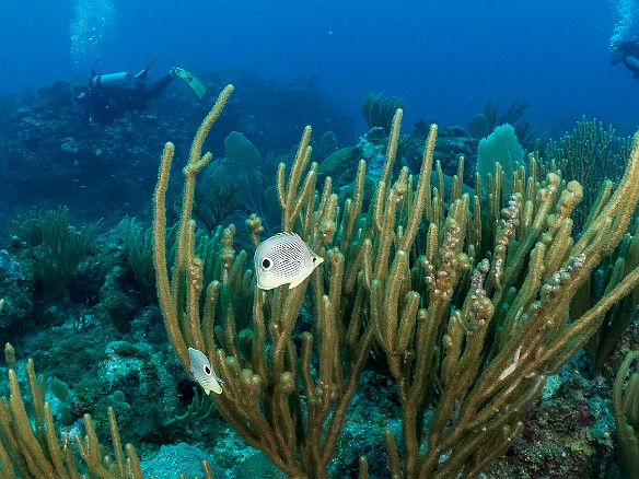 Foureye Butterflyfish and Divers Prospect Reef, Grand Cayman Foureye Butterflyfish and Divers on Prospect Reef