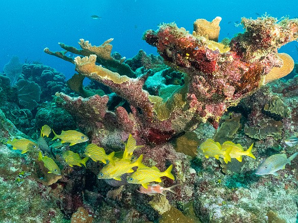 Small school of French Grunts Prospect Reef, Grand Cayman Small school of French Grunts