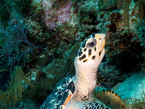 This baby turtle seemed to be stepping up to the snack counter to see what was on the menu. Moments later it was snatching tasty morsels from crevices in the coral. Baby Turtle