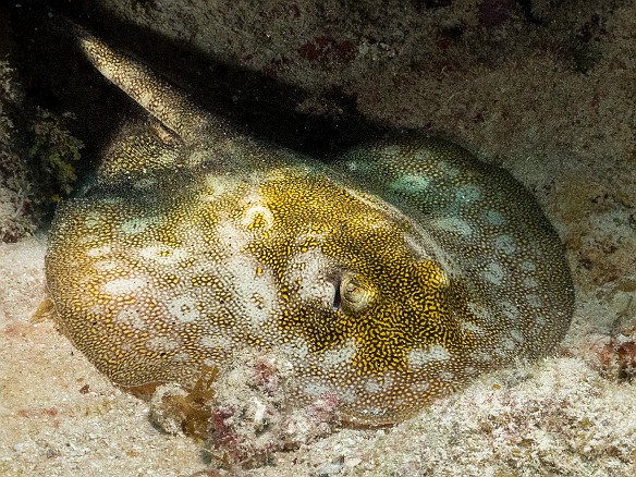 Small Yellow Stingray Small Yellow Stingray