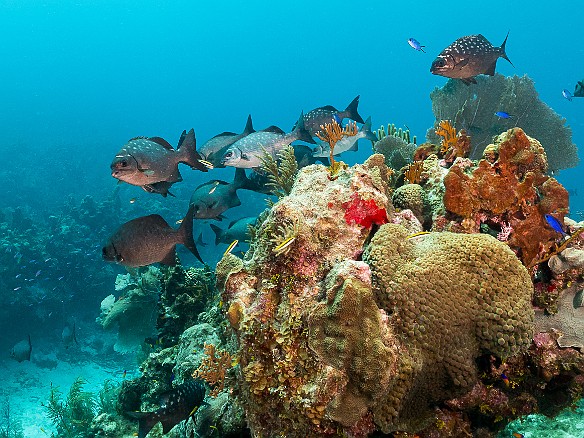 Small school of Bermuda Chubs Small school of Bermuda Chubs