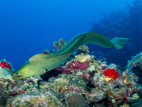 Green Moray free swimming caught me by surprise Green Moray free-swiming through Trinity Caves caught me by surprise