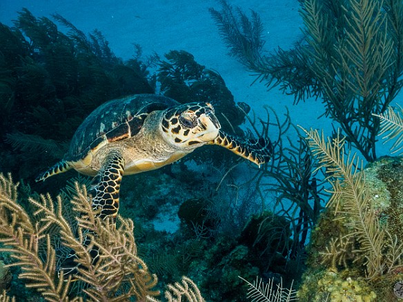 Baby Turtle Trinity Caves dive site, Grand Cayman Baby turtle looking for lunch