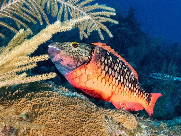 Stoplight Parrotfish, initial phase Trinity Caves dive site, Grand Cayman All parrotfish go through two major lifecycle phases. This is a Stoplight Parrotfish during its initial phase. It will eventually turn iridescent green / blue...