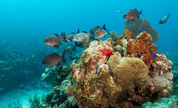 Diving This was my first dive trip with a new camera and wideangle lens setup, so I was still getting used to the controls even...