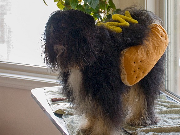 JosieHalloween2006-1 Getting fitted with my hotdog costume
