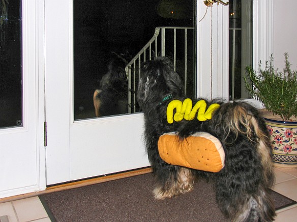 JosieHalloween2006-4 My job is to look out for the trick-or-treaters