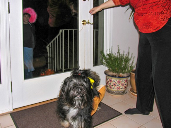 JosieHalloween2006-6 OK, I did my job, now time for me to get a treat!