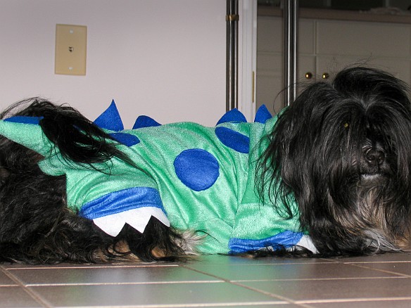 A lull in the proceedings as Dogzilla patiently waits near the door for the next unsuspecting victims Oct 31, 2009 7:05 PM : Halloween, Josie