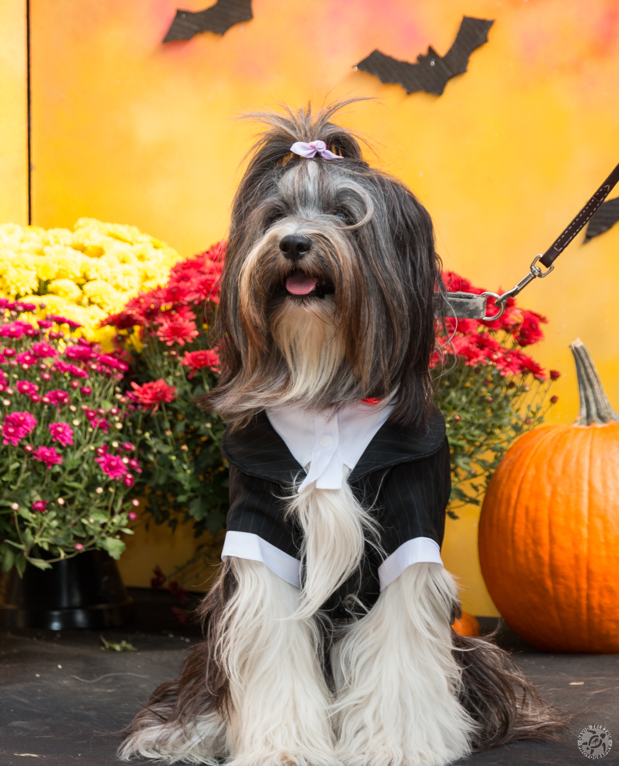 SophieHalloweenContest2015-007