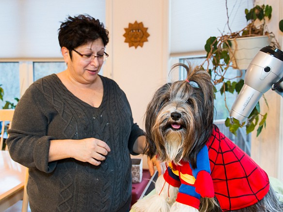 Halloween finally arrives and Max decides the tuxedo outfit was too subdued. Time to get Sophie all dressed up in her Spidey outfit. Oct 31, 2015 5:25 PM : Maxine Klein, Sophie