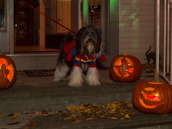 Spidergirl checks whether there is evil lurking outside Oct 31, 2015 7:39 PM : Sophie