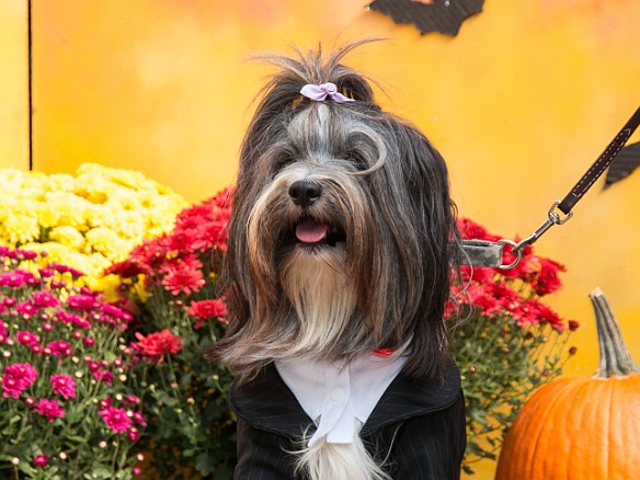 As dapper as she looks, unfortunately she was beat out by a donkey!?! dressed in a sheriff's costume Oct 10, 2015 1:00 PM : Sophie