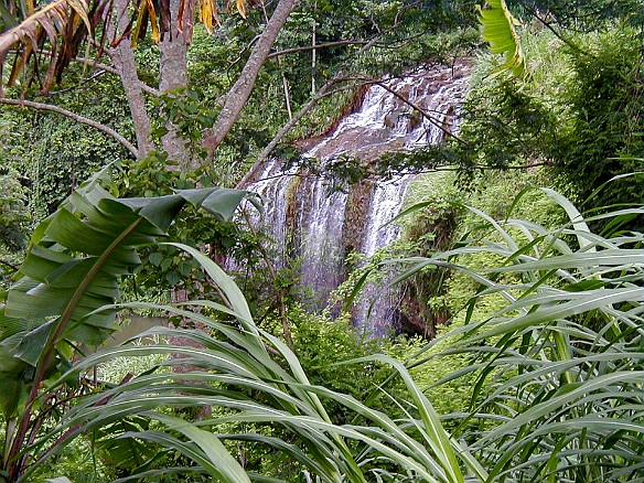 KalihiwaiStream2003 The next day we checked out Kalihiwai where several waterfalls feed into the stream
