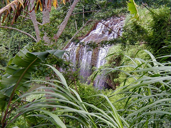 KalihiwaiStream2003 The next day we checked out Kalihiwai where several waterfalls feed into the stream