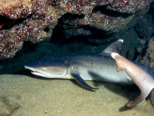 Diving