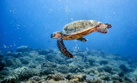 Tunnels-20040528-002 Turtle on top of Tunnels Reef