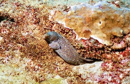 Tunnels-20040528-003 Moray eel