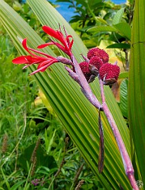 Kauai-025 Canna Indica or Indian Shot