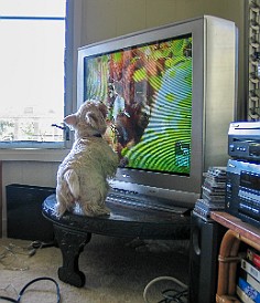 Oahu2004-018 Nancy is addicted to Animal Planet!