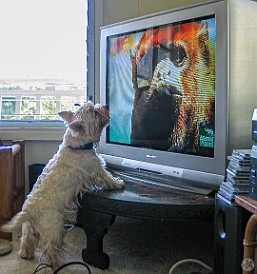 Oahu2004-019 Nancy is addicted to Animal Planet!