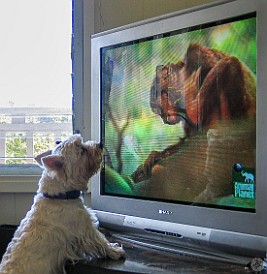 Oahu2004-020 Nancy is addicted to Animal Planet!