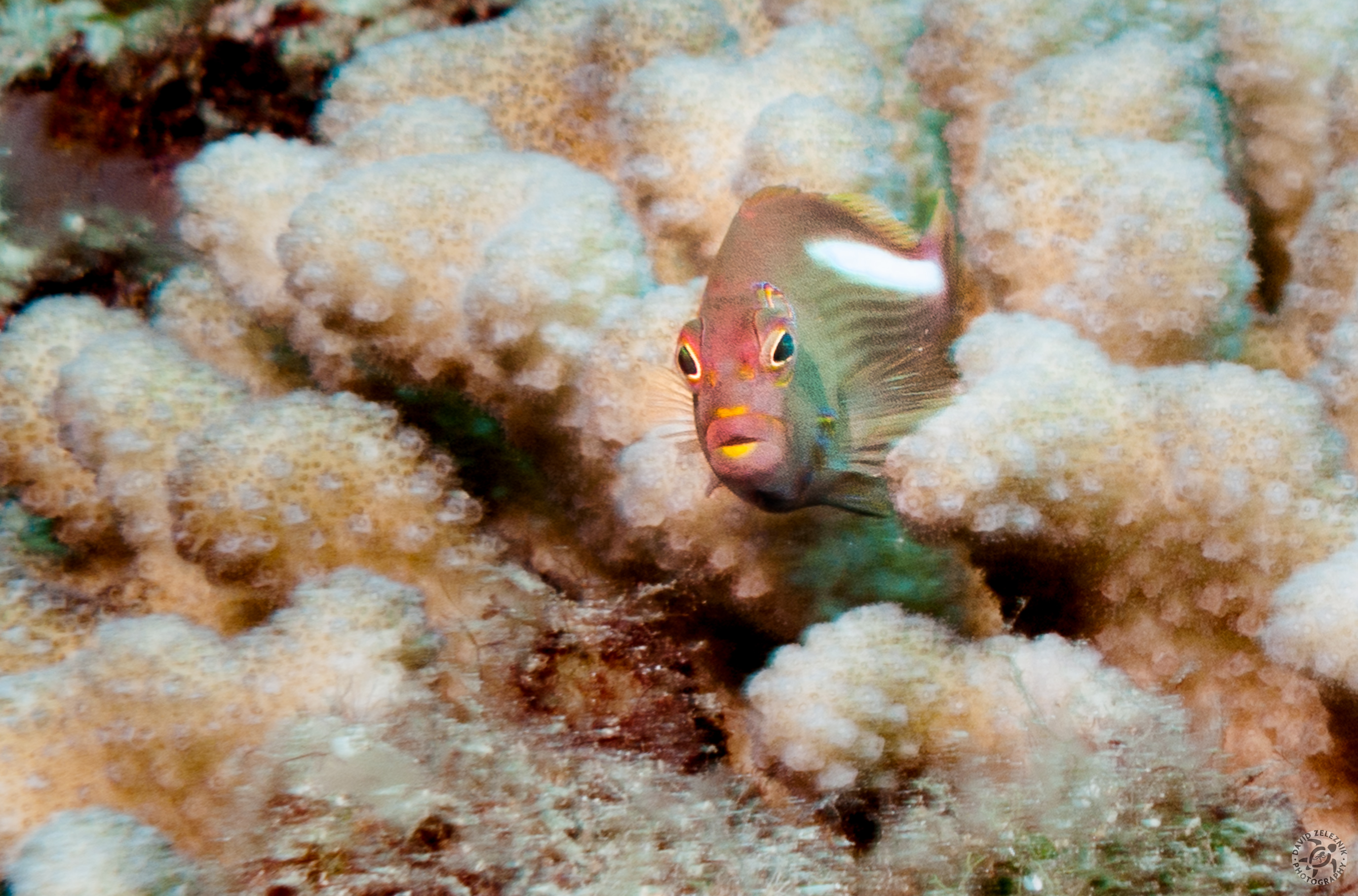 A small Arc-Eye Hawkfish