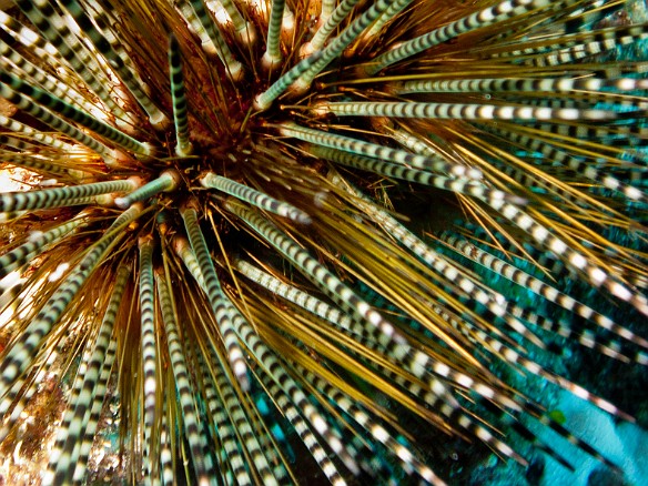 Also at the Black Rock dive site, this Banded Urchin which looks similar to the Zebra Urchins of the Caribbean May 15, 2008 9:42 AM : Diving, Oahu