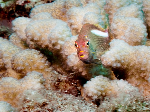 A small Arc-Eye Hawkfish at Land of Oz, the second dive site of the day May 15, 2008 10:49 AM : Diving, Oahu, animal, arc-eye hawkfish, bony fish, centrarchiformes, cirrhitidae, fish, hawkfish, osteichthyes, paracirrhites arcatus