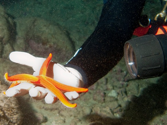 May 19, 2008 8:02 PM : Diving, animal, asteroidea, echinoderm, echinodermata, sea star, starfish