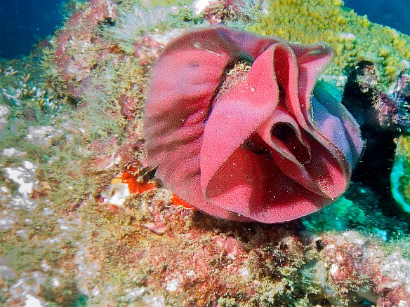 Diving at Tunnels on Kauai we found this rose-like egg sac laid by the Spanish Dancer nudibranch May 22, 2008 9:59 AM : Diving, animal, gastropod, gastropoda, hexabranchidae, hexabranchus sanguineus, mollusca, mollusk, nudibranch, nudibranchia, spanish dancer