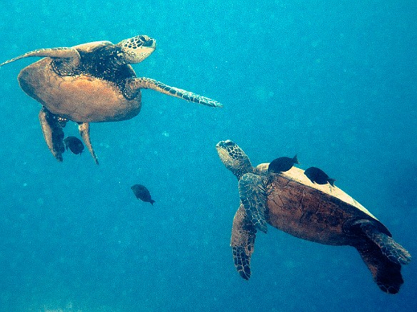 Turtle cleaning station on top of the Tunnels reef May 22, 2008 11:33 AM : Diving, Kauai, honu, turtle