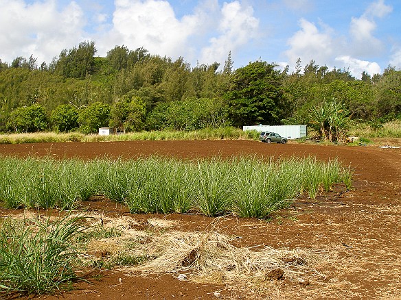 On Tuesday, we drove up north to Mary's vetiver farm May 13, 2008 9:41 AM : Oahu