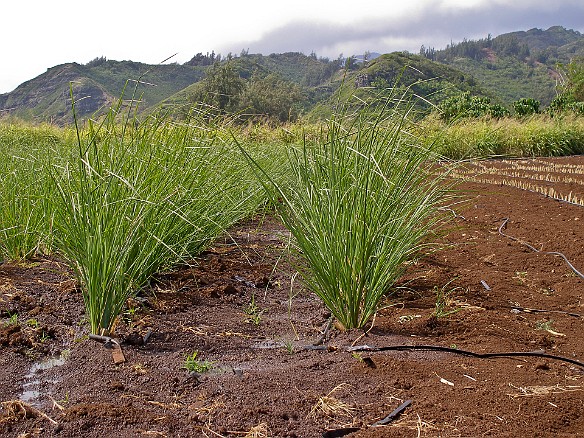 Rows of vetiver with drip irrigation hoses May 13, 2008 9:49 AM : Oahu