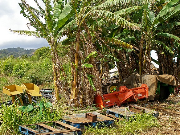 May 13, 2008 9:52 AM : Oahu