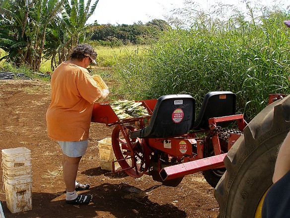 Deb loads the vetiver slips into the planter May 13, 2008 9:52 AM : Debra Zeleznik, Maxine Klein, Oahu